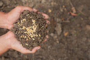 mejorar la fertilidad del suelo con abonos de calidad