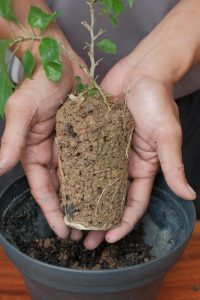 mejorar la fertilidad del suelo con abonos de calidad